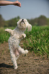 Maltese shows trick