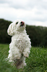 Maltese shows trick