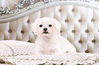 lying Maltese