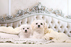 Maltese and  Shih Tzu