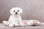 lying Maltese