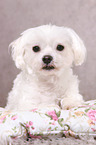 lying Maltese