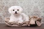lying Maltese