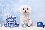sitting Maltese