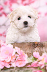 Maltese Puppy