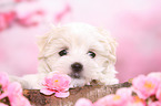 Maltese Puppy