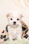Maltese Puppy