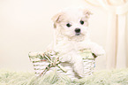 Maltese Puppy