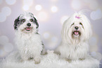 sitting Maltese