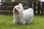 standing Maltese