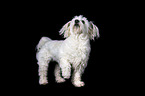Maltese in front of black background