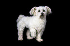 Maltese in front of black background