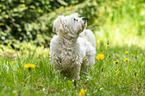 standing Maltese