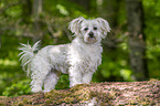 standing Maltese