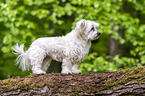 standing Maltese