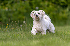 running Maltese