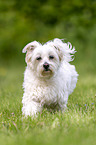 running Maltese
