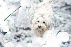 Maltese