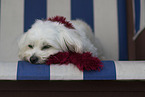 lying Maltese