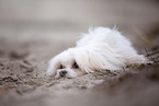 Maltese at the Baltic Sea