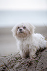 Maltese at the Baltic Sea