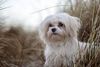 Maltese at the Baltic Sea