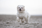 Maltese at the Baltic Sea