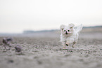 Maltese at the Baltic Sea