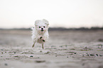 Maltese at the Baltic Sea