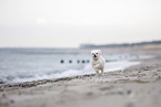 Maltese at the Baltic Sea