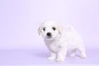 Maltese Puppy