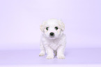 Maltese Puppy