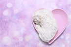 Maltese Puppy