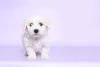 Maltese Puppy