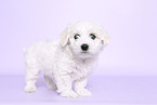 Maltese Puppy