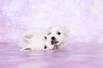 Maltese Puppies