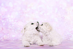 Maltese Puppies