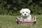 Maltese Puppy