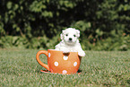Maltese Puppy
