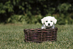 Maltese Puppy
