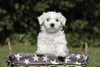 Maltese Puppy