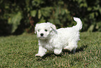 Maltese Puppy