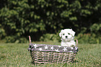 Maltese Puppy
