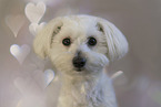 Maltese in studio