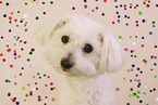 Maltese in studio