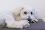 Maltese in studio