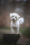 Maltese in autumn