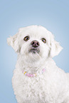 Maltese