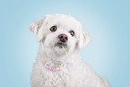 Maltese