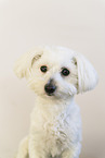 Maltese